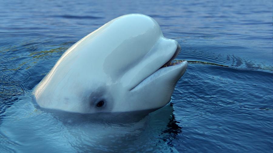 Uma baleia beluga - alazor/Getty Images/iStockphoto