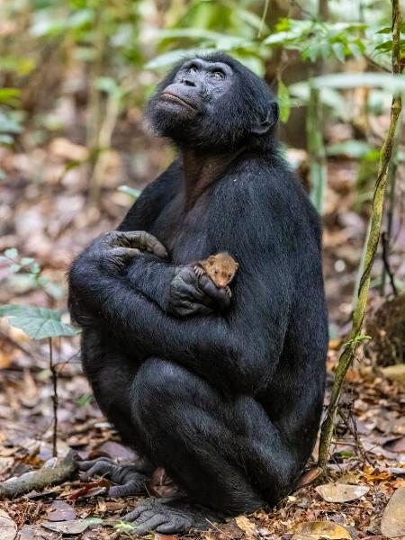 A intrigante imagem de macaco com mangusto no colo que concorre a prêmio de  fotos de vida selvagem, Meio Ambiente