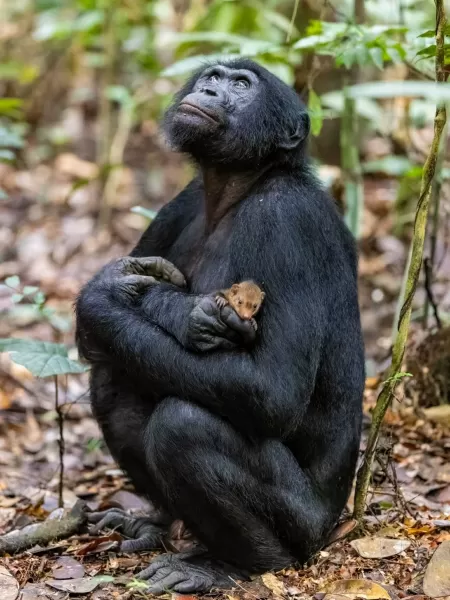 Fotos: Malaio leva macacos de estimação para jantar - 30/04/2015 - UOL  Notícias