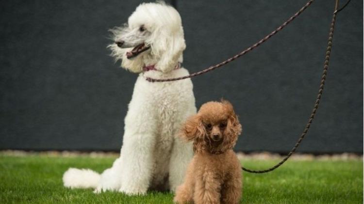 Poodles Standard e Toy participam de competição na Inglaterra - Getty Images - Getty Images