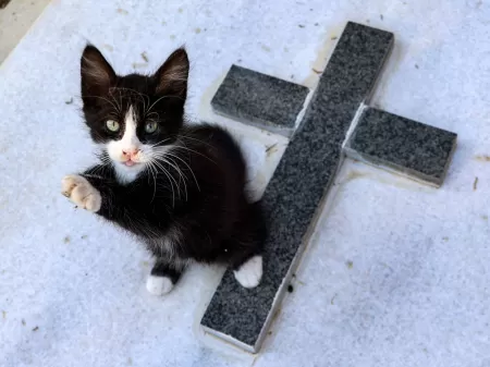 Morte do Gato Mochileiro entristece 240 mil seguidores - H2FOZ