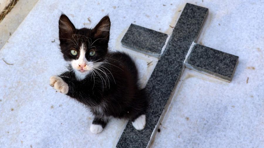 Filhote em Nicosia; Chipre é conhecido pela superpopulação felina