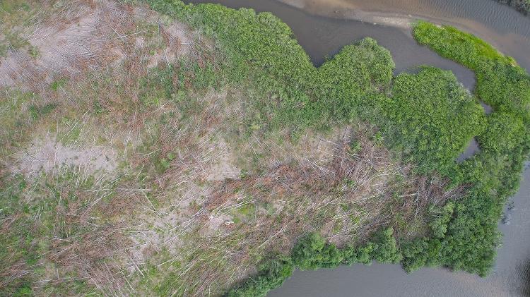 Pínus cortados em ilha do Rio da Madre
