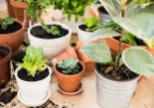 7 dicas para plantar uma horta em casa (mesmo com pouco espaço) - Getty Images