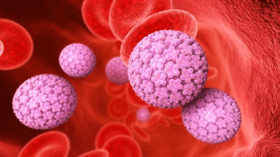 O HPV é um vírus altamente transmissível, que se aloja tanto na mucosa quanto na pele da região genital O HPV é um vírus altamente transmissível, que se aloja tanto na mucosa quanto na pele da região genital