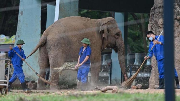 Elefanta no zoológico de Hanói, no Vietnã