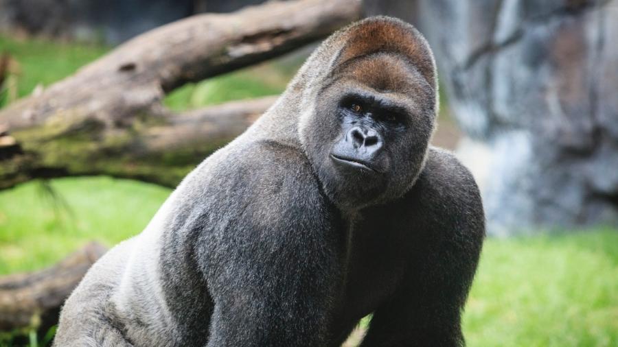 Gorila macho e líder do grupo tem costas grisalhas e são chamados de silverback - DenGuy/iStock