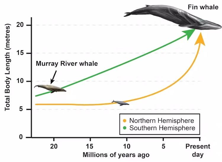 Fósseis do Hemisfério Sul, incluindo o fóssil da baleia do Rio Murray, estão demonstrando que as baleias podem ter desenvolvido corpos grandes primeiro no Hemisfério Sul