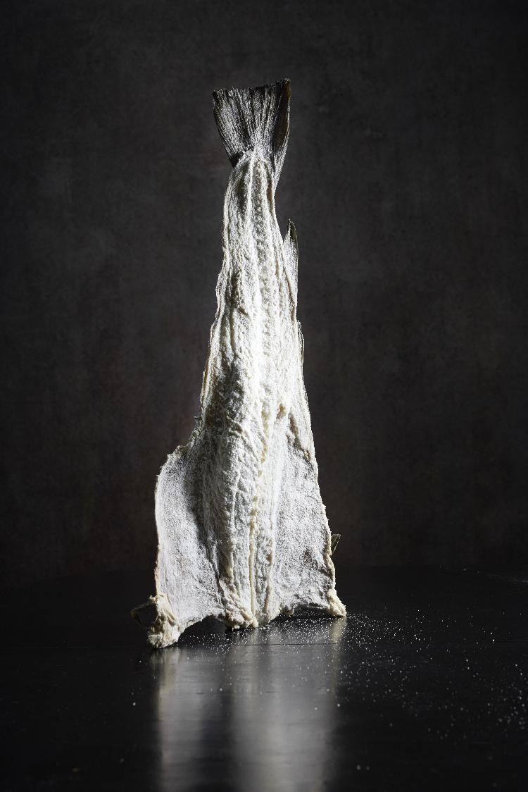 Bacalhau gadus morhua Bacalhau gadus morhua