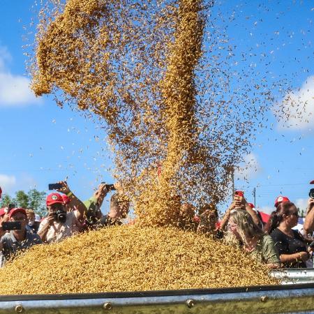 MST é um dos produtores de arroz agroecológico no RS