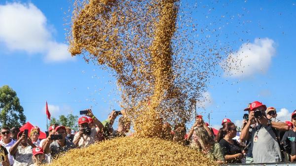 MST celebra safra de 15 mil toneladas de arroz agroecológico no RS MST celebra safra de 15 mil toneladas de arroz agroecológico no RS