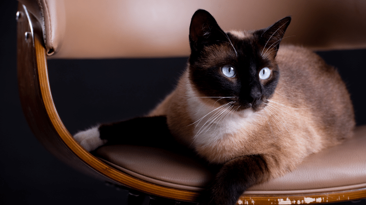 Gato Siamês Gato Siamês