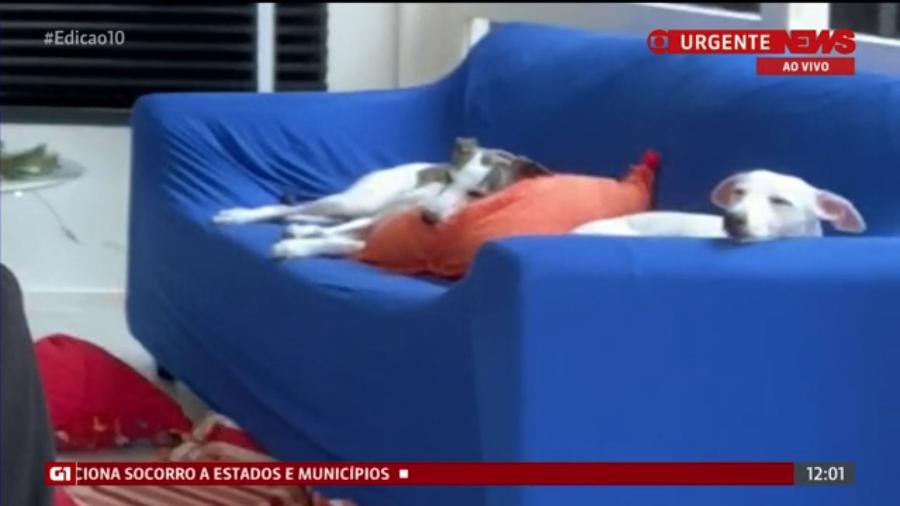 Animais dormindo no sofá do jornalista chamaram a atenção da apresentadora Aline Midlej - Reprodução/Globonews