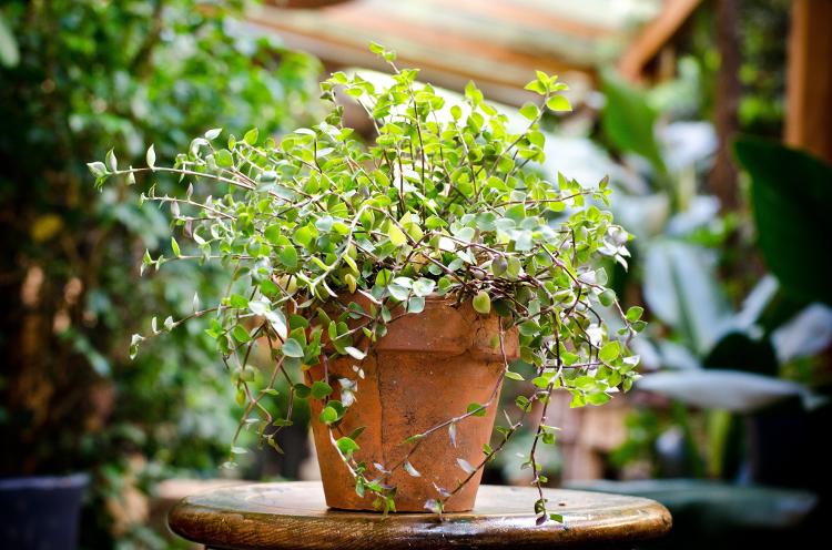 A planta muitas vezes nasce naturalmente em jardins; em vasos dentro de casa, exige mais cuidados