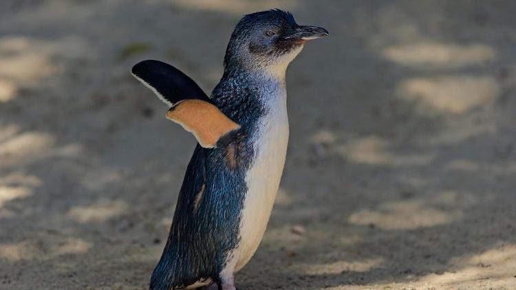Pinguim - Getty Images/imageBROKER RF - Getty Images/imageBROKER RF