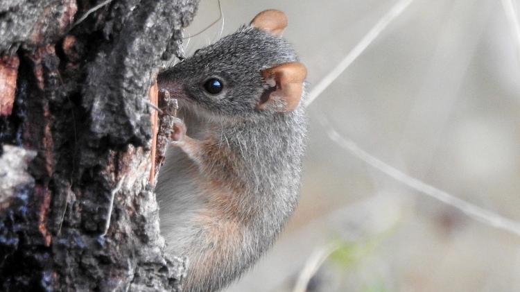 Antechinus