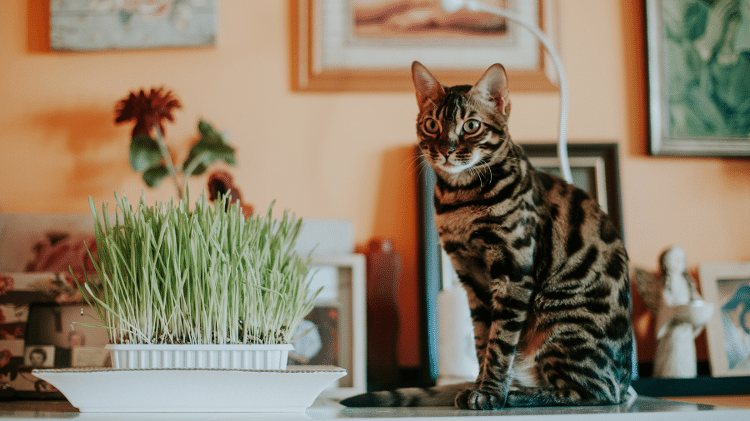 Bengal tem pelagem exótica que lembra felinos selvagens Bengal tem pelagem exótica que lembra felinos selvagens