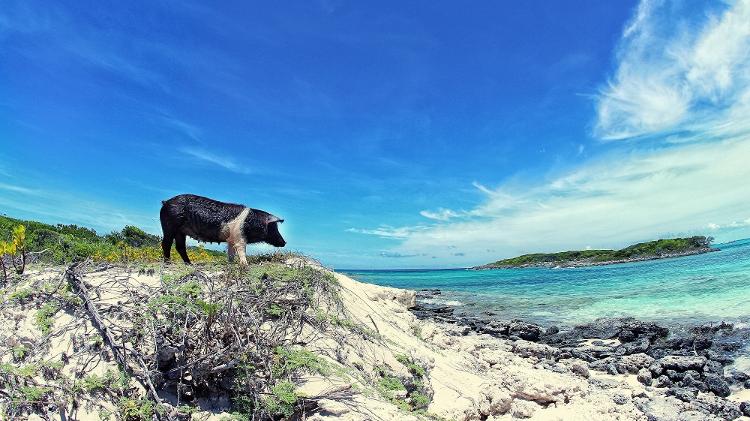 Não se sabe exatamente como os porcos chegaram à ilha de Major Cay - Divulgação/Turismo das Bahamas - Divulgação/Turismo das Bahamas