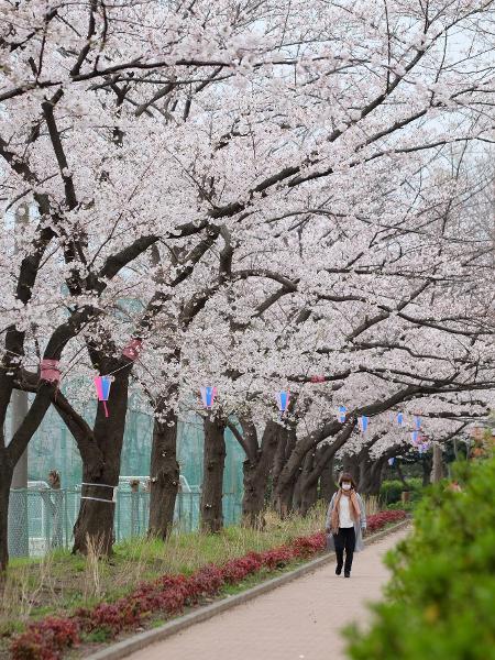 Cerejeiras de Yokohama, no Japão - Carlos Kato - Carlos Kato