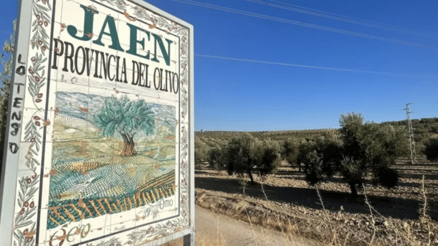 Província de Jaén produz metade de todo o azeite da Espanha - BBC