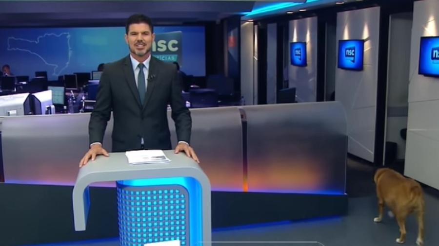 Cadela "invade" final de telejornal de afiliada da Globo em Santa Catarina - Reprodução/NSC