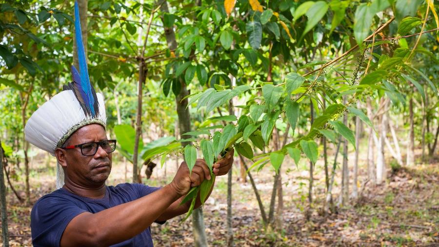 Cacique Alfredo Ferreira, do povo Pataxó, ajuda a recuperar a Mata Atlântica no sul do Bahia por meio de cooperativa local - ISA/divulgação