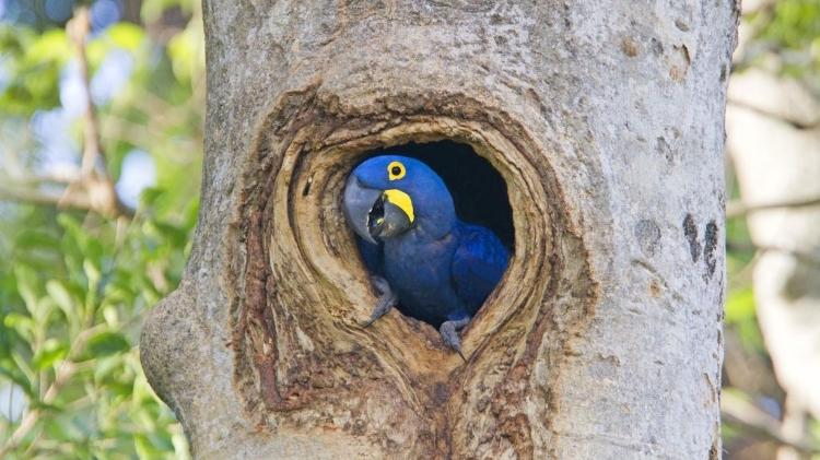 Arara-azul no Pantanal  - Sylvain CORDIER/Gamma-Rapho via Getty Images - Sylvain CORDIER/Gamma-Rapho via Getty Images