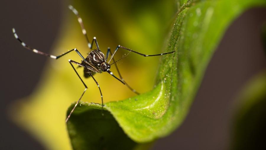 Transmissor das quatro doenças, Aedes aegypti tem medidas entre 0,5 cm e 1 cm, riscos brancos no corpo, cabeça e patas