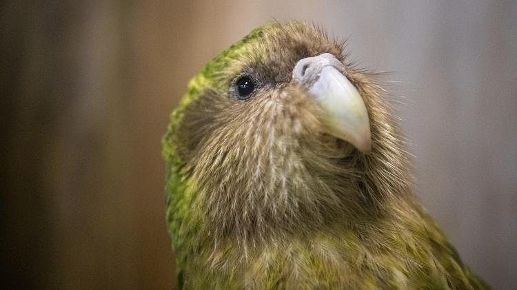 Os kakapos são noturnos e solitários, ocupando a mesma área de vida por muitos anos