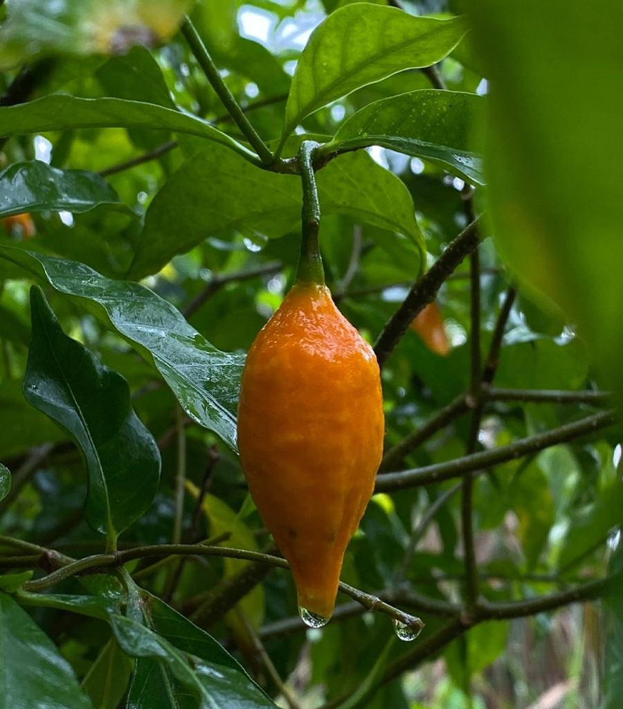 A iboga é um arbusto com flores amareladas que se transformam em frutos como esse da foto; os alcaloides psicoativos estão majoritariamente contidos na casca da raiz - undefined