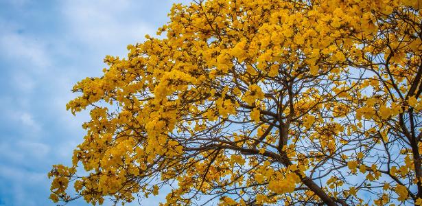 Ipê amarelo (Handroanthus albus)