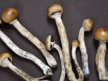 Novas descobertas sobre cogumelos mágicos detalham efeitos desconhecidos