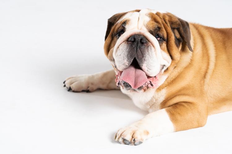 Peso em excesso pode ser fatal para os pets - Getty Images/iStockphoto - Getty Images/iStockphoto