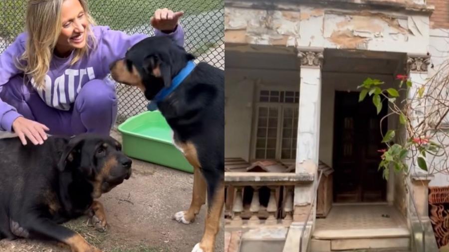 Luisa Mell comenta sobre estado de saúde de cachorras resgatadas na "casa abandonada"  - Reprodução/Instagram