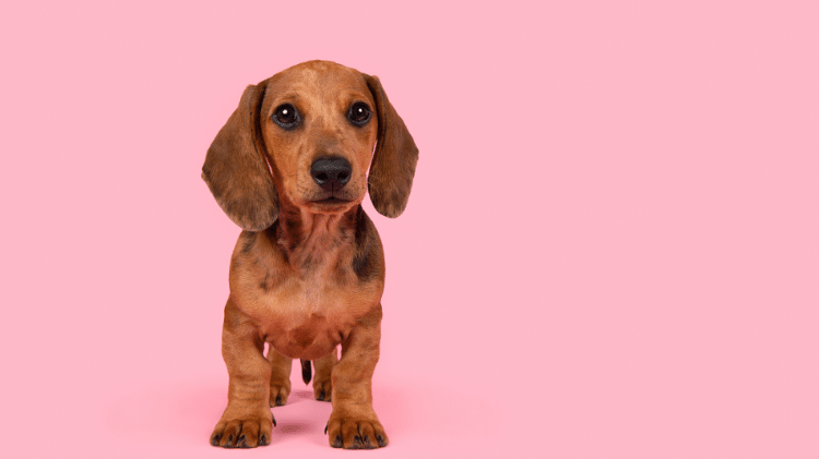 O dachshund responde bem a atividades físicas moderadas O dachshund responde bem a atividades físicas moderadas