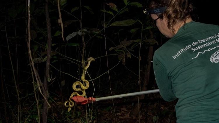 Captura de serpente para estudo na Reserva Mamirauá Captura de serpente para estudo na Reserva Mamirauá