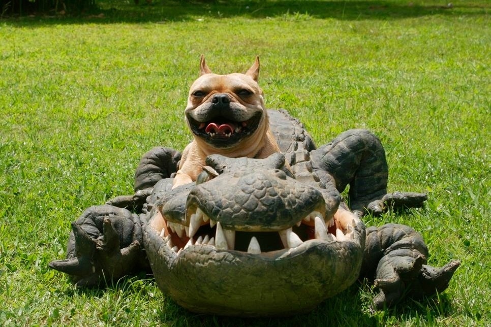 SBT escolheu um bulldog francês para fantasiá-lo de jacaré em pegadinha do "Programa Silvio Santos" - Cauana Fernandes/SBT