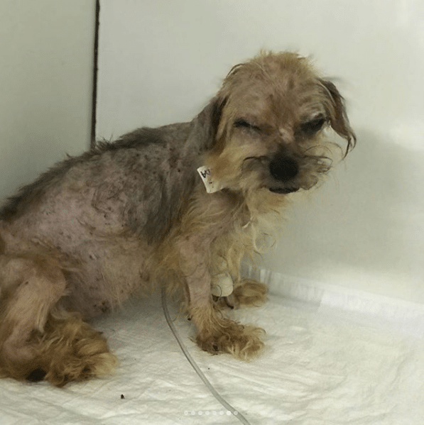 Luisa Mell divulga imagens dos cães resgatados em canil clandestino - Reprodução/luisamell