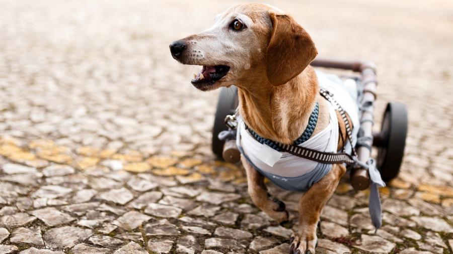 Cãezinhos deficientes ganham novos lares com a ajuda da tecnologia - iStock Images