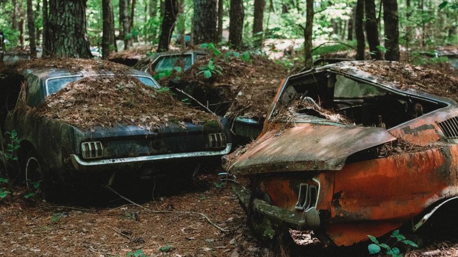 Cemitério de carros antigos em floresta nos EUA - Divulgação