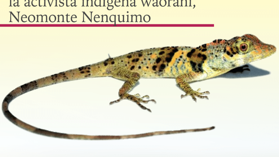 Anolis nemonteae, nomeada em homenagem a Nemonte Nenquimo - Reprodução