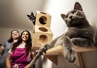 Hotel só para gatos em São Paulo abriga pets na ausência dos tutores - Fernando Moraes/UOL