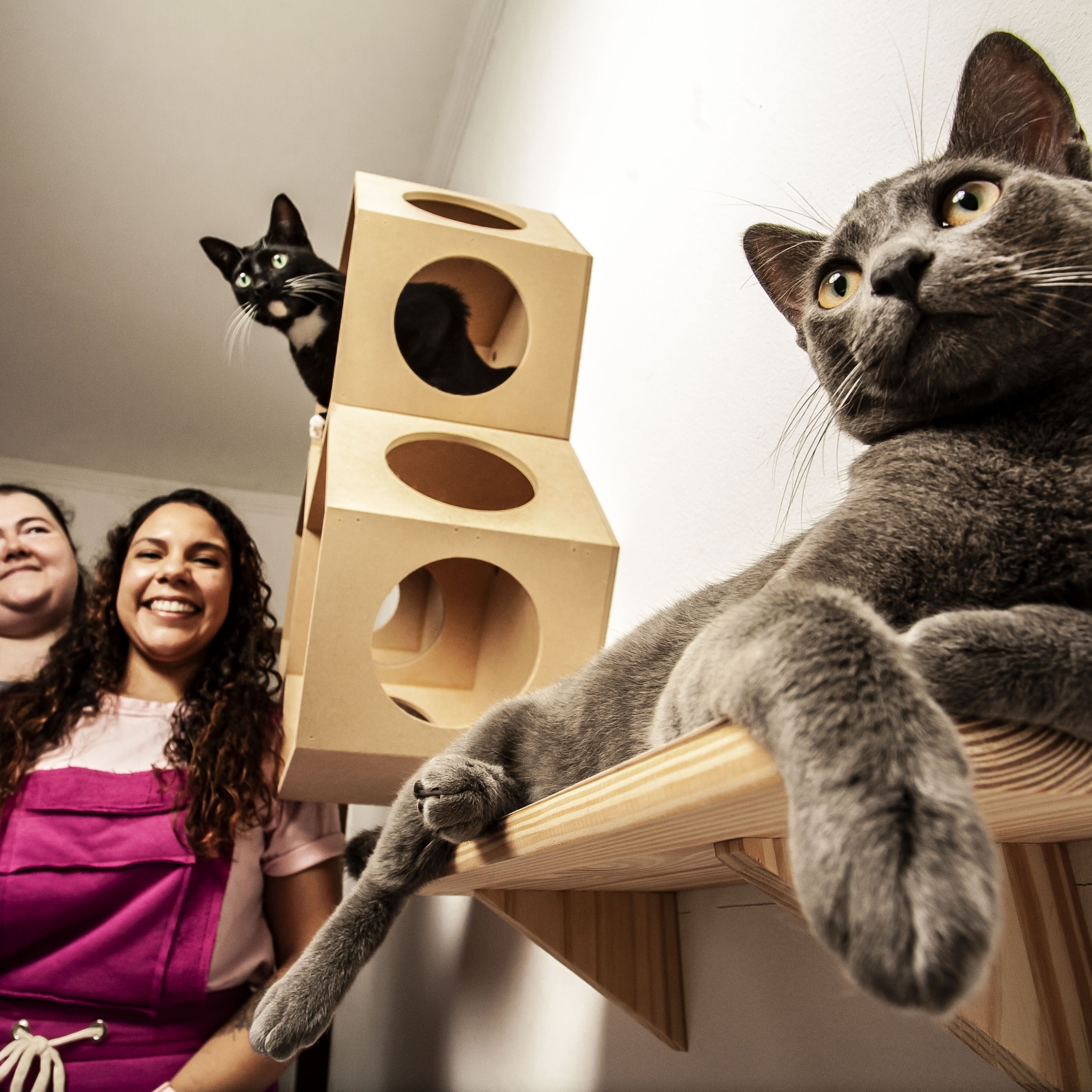 Hotel só para gatos em São Paulo abriga pets na ausência dos tutores -  19/01/2022 - UOL Nossa