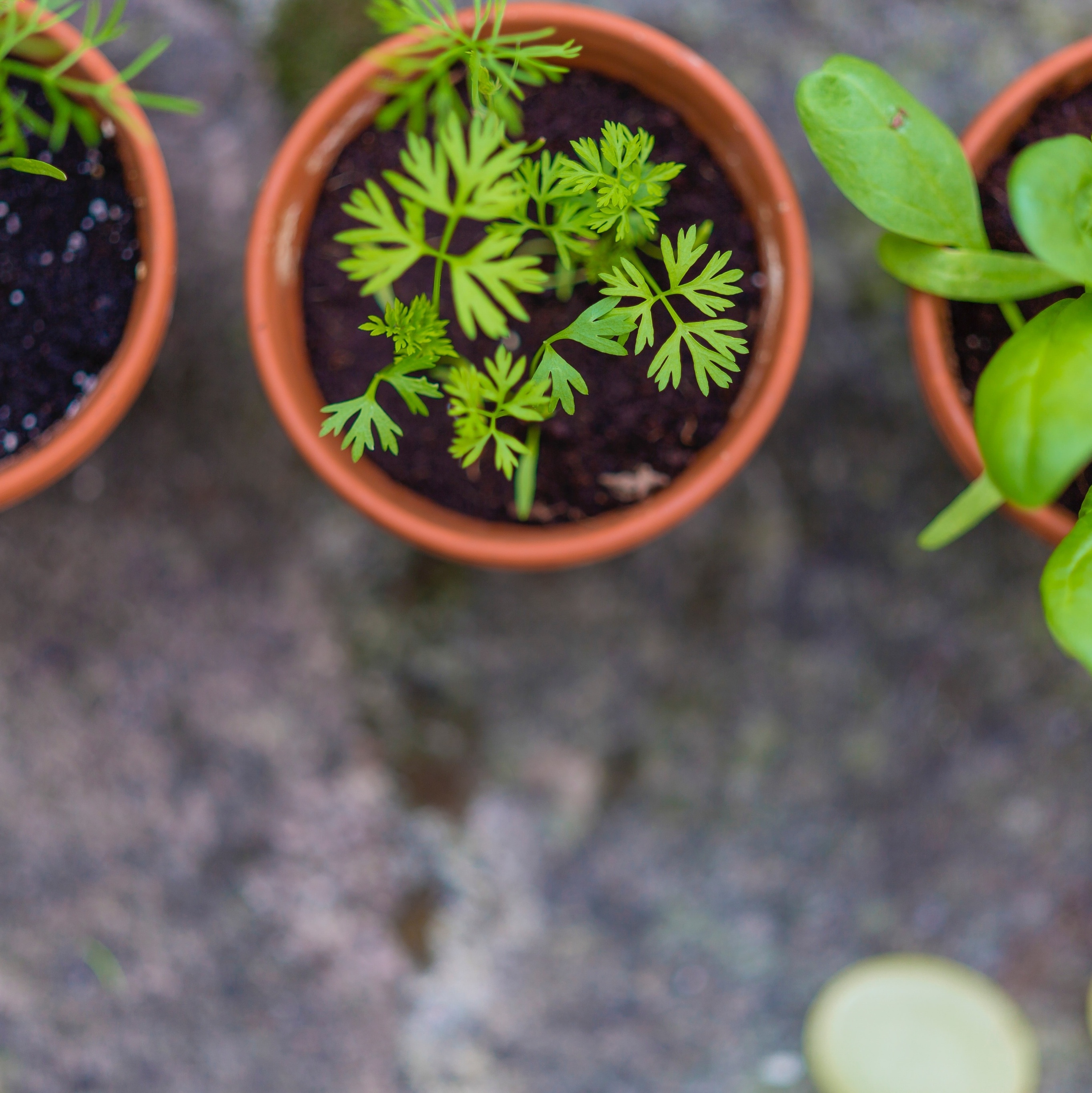 10 Plantas de interior que podem iluminar até os cantos mais