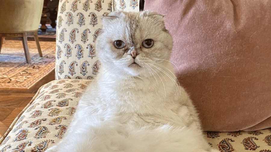 Olivia Benson, a gata de Taylor Swift - Reprodução/Instagram