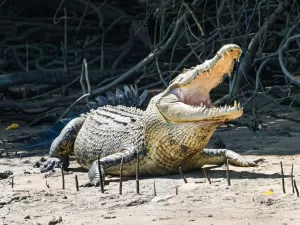 Crocodilos escapam de santuário após passagem de furacão no México