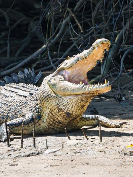 Crocodilo;imagem representativa