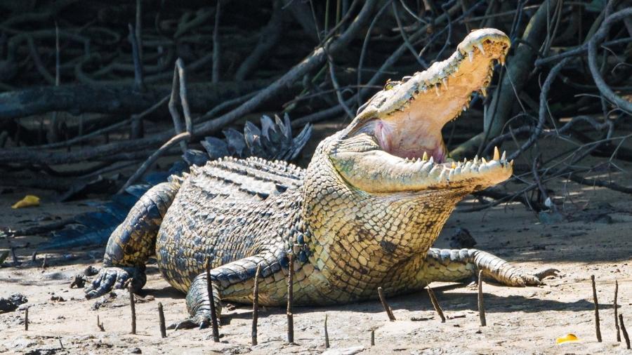 Crocodilo de água salgada é o maior réptil atual e mede 6 metros