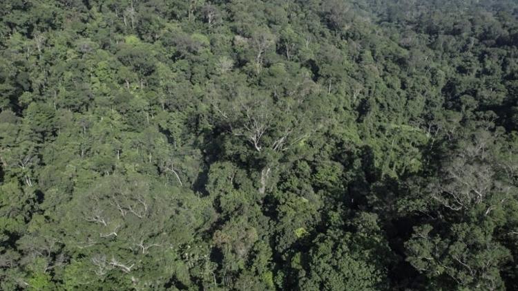 Angelins-vermelhos de diferentes tamanhos povoam a Floresta Estadual do Paru, no Pará. A área, no entanto, está ameaçada pela mineração e pelo desmatamento