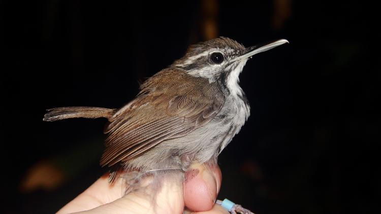 O chirito-de-coleira (Microbates collaris) é uma das aves mais vulneráveis, segundo o estudo O chirito-de-coleira (Microbates collaris) é uma das aves mais vulneráveis, segundo o estudo
